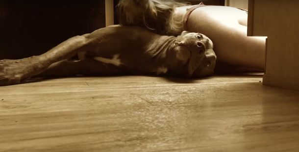 Un perro que fue entrenado para ayudar a su dueña con ataques epilépticos