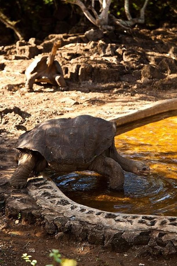La última de su especie