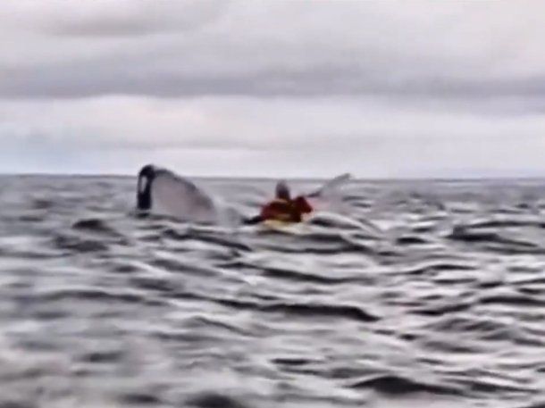 Chile: un joven en kayak fue tragado por una ballena en el Estrecho de Magallanes