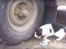 la version real de tom y jerry: un gato no puede encontrar a un raton escondido la version real de tom y jerry: un gato no puede encontrar a un raton escondido
