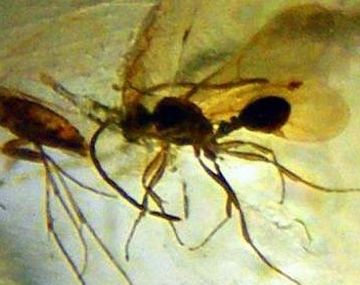 Araña peruana