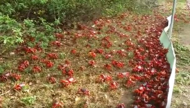 La curiosa isla que es invadida por cangrejos en Navidad