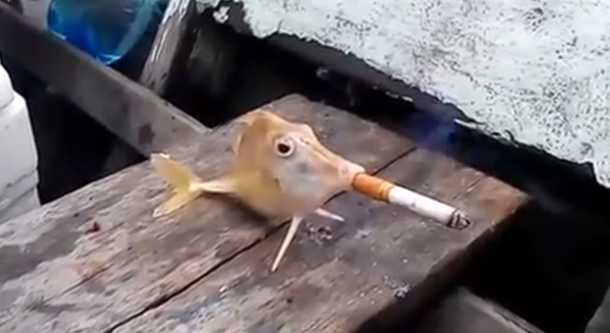 Mal innecesario: mirá a estos pescadores que hacen fumar un cigarrillo a un pez