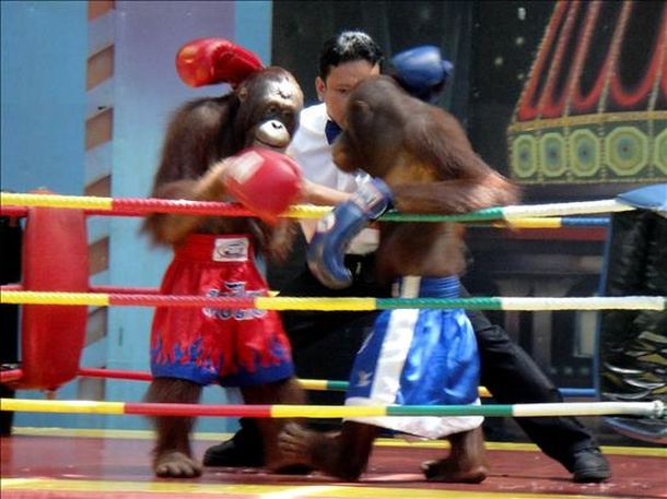 Orangutanes boxeadores
