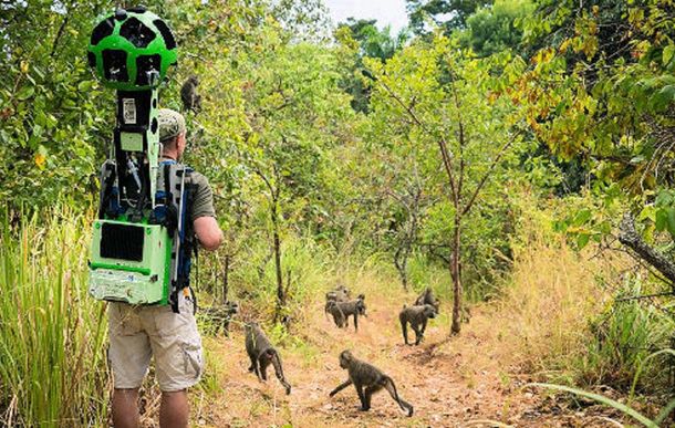 Street View permite caminar entre chimpancés
