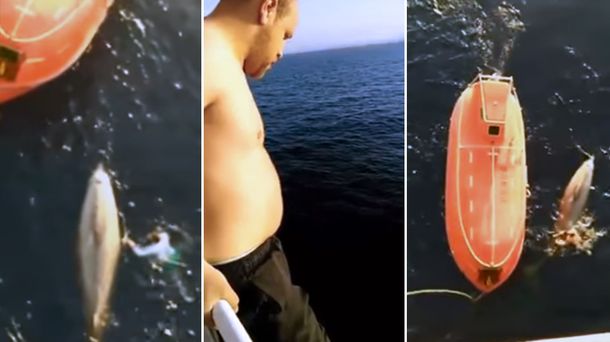Un marinero salvó a una ballena atrapada en una red