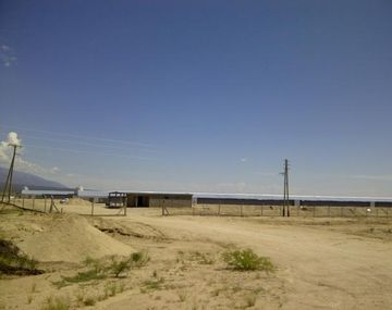 Miles de pollos murieron en un criadero por exceso de calor