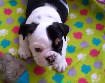 El bulldog que es furor por una enfermedad