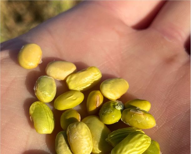 Las exportaciones de soja de Uruguay cayeron un 67% interanual en abril.