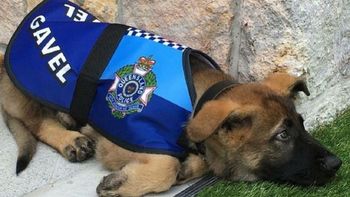 Gavel, el perro manso Gavel, el perro manso