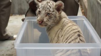 bautizan a tres cachorritos de tigre bengala blanco en el zoo bautizan a tres cachorritos de tigre bengala blanco en el zoo
