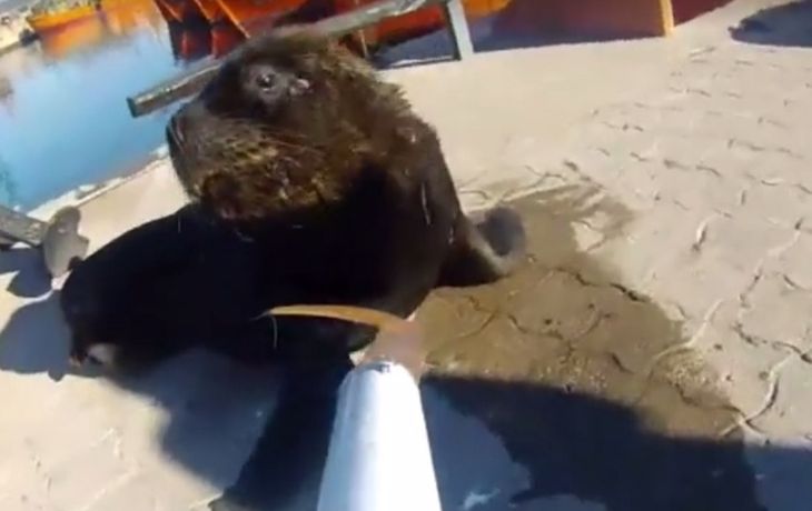 Salvó a 3 lobos marinos de ahorcarse con&nbsp;zunchos