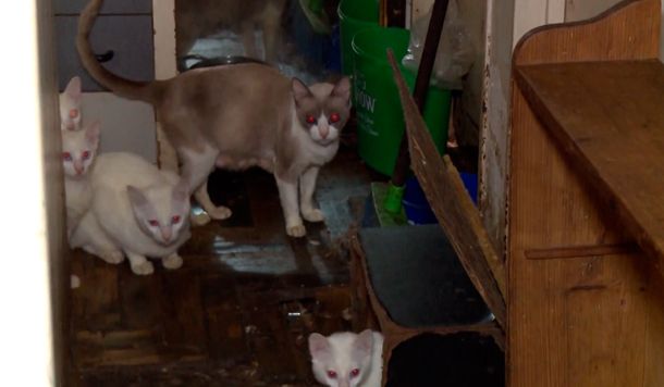 Así estaban los gatos