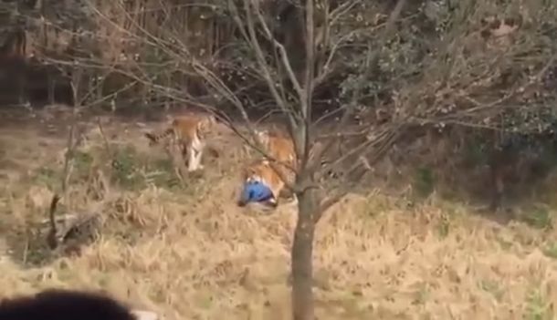 VIDEO: Un tigre mató a un hombre en un zoológico de China
