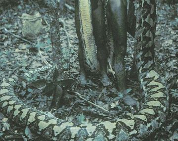 Vivorotas