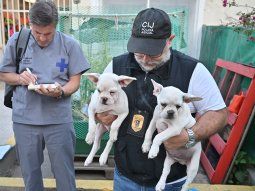 Criaban Bulldogs franceses en una casa usurpada