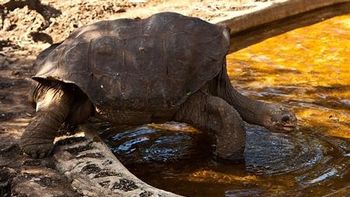 La última de su especie La última de su especie