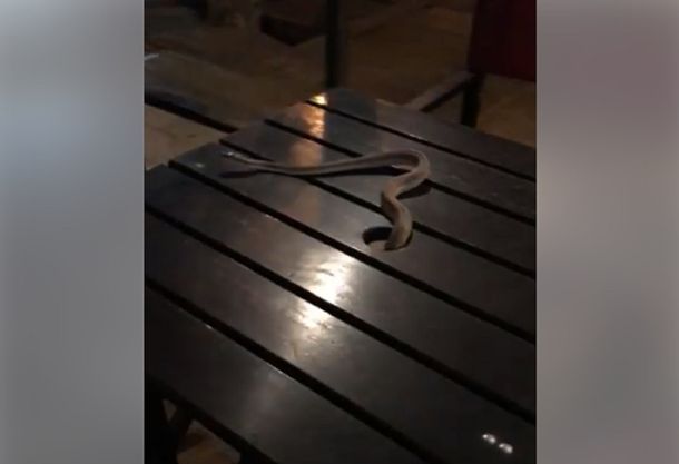 Susto en San Juan: tomaban un café y les cayó una víbora en la mesa