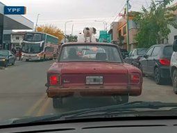 Un hombre manejó con un perro en el techo del auto en La Plata