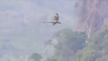 Un hombre capturó un dragón en China Un hombre capturó un dragón en China