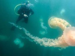 Medusas en Puerto Madryn