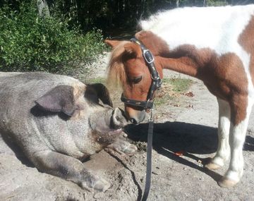 Colby y Muffin, uno de los caballos que se salvaron