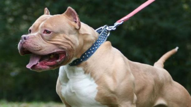 Perra heroína: una pitbull salvó a su dueño de una entradera en Córdoba