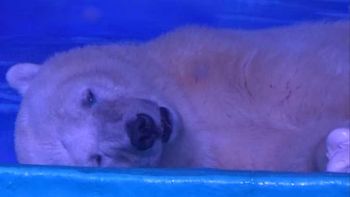 video: la tristeza de un oso polar que vive encerrado en un shopping chino video: la tristeza de un oso polar que vive encerrado en un shopping chino