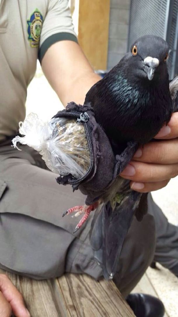 Gentileza portal esmitv.com