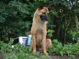 una perra que espero a sus duenos al lado de la ruta un ano fue atropellada una perra que espero a sus duenos al lado de la ruta un ano fue atropellada