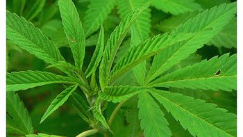 los uruguayos, en contra de legalizar la marihuana los uruguayos, en contra de legalizar la marihuana