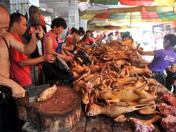 Perros listos para vender en un mercado chino