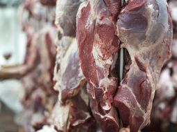 En el gobierno esperan que el viaje de Lacalle Pou en noviembre le de un nuevo impulso a las exportaciones de carne a China. En el gobierno esperan que el viaje de Lacalle Pou en noviembre le de un nuevo impulso a las exportaciones de carne a China.