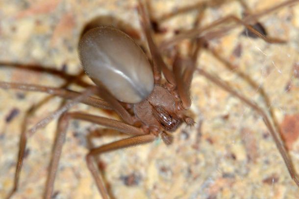 Loxosceles se llama la especie de araña conocida como del rincón