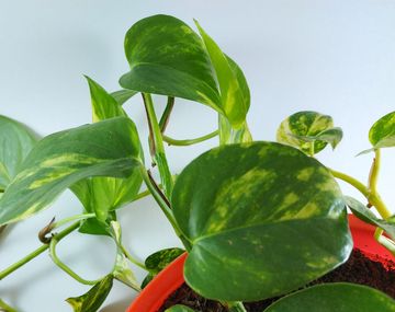 Truco casero: el secreto de colocar aluminio en un potus