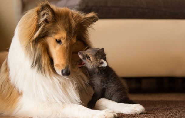 Un pequeño zorro huérfano encuentra su nueva madre en una perra