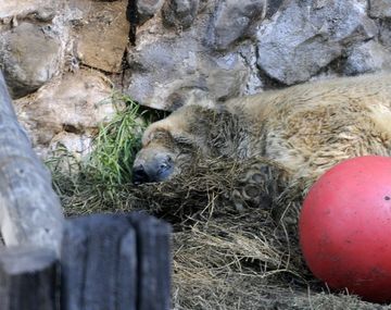 Mendoza: murió el oso polar Arturo