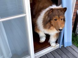 Un hombre hizo realidad su sueño de convertirse en perro
