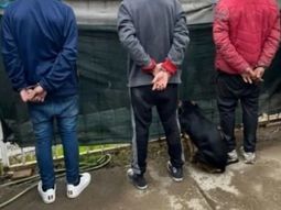 Insólito: detuvieron a una banda narco en Neuquén y su perro se dio por arrestado