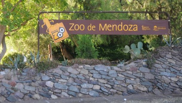Una llama murió tras ingerir un envoltorio de plástico en el zoológico de Mendoza