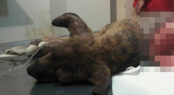 Despellejaron vivo a un perrito en Jujuy