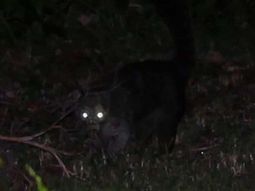 Alerta en Chile por el regreso del chupacabras