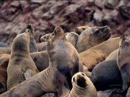 Brasil: murieron 522 animales por un brote de gripe aviar