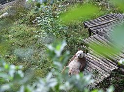Qizai, el oso panda que sufrió una dura infancia Qizai, el oso panda que sufrió una dura infancia