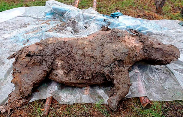 Impresionante hallazgo: encontraron congelado un rinoceronte joven de hace 20 mil años