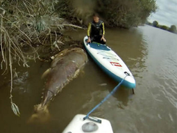 encontraron un misterioso atun gigante del tamano de un tiburon en inglaterra encontraron un misterioso atun gigante del tamano de un tiburon en inglaterra