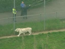 Tigre mató a su cuidadora&nbsp;