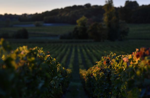 Las vides podrían cambiar de dueño