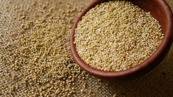 la anmat incorporo a la quinoa al codigo alimentario argentino la anmat incorporo a la quinoa al codigo alimentario argentino