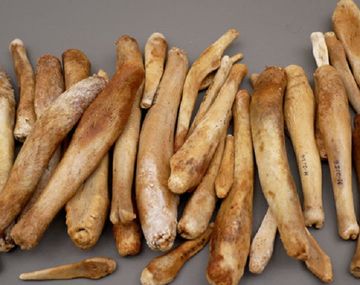 Distintos huesos de pene o baculums